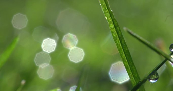 Macro shot of spring blades of glass with pretty dewdrops shining in the sunlight