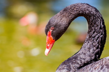 Naklejka premium The black swan is a large water bird, a species of swan, which breeds mainly in the southeast and southwest regions of Australia.