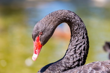 The black swan is a large water bird, a species of swan, which breeds mainly in the southeast and southwest regions of Australia.
