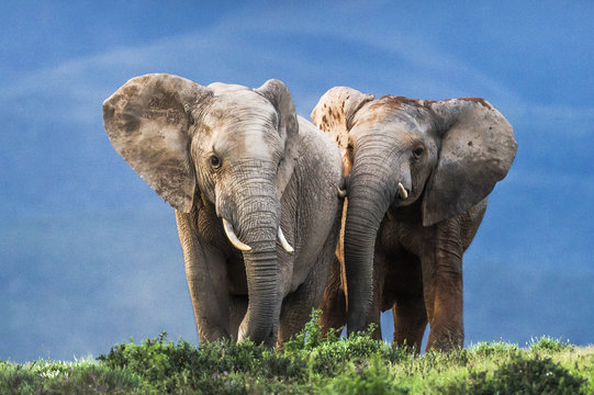 African elephant bulls in field, Eastern Cape, South Africa