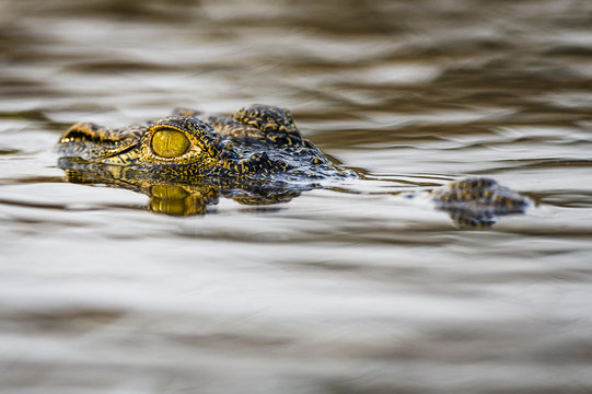 A Nile crocodile lies on the surface of the Chobe River with jus