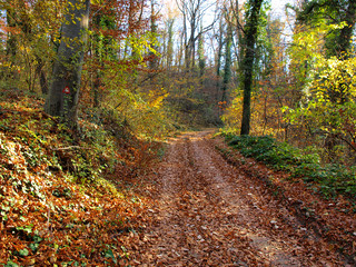 Fototapeta premium Woodland scene with autumn leaves in yellow and brown