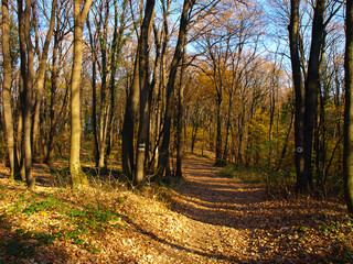 Obraz premium Woodland scene with autumn leaves in yellow and brown