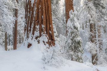 Giant Sequoia Trees in the forest dunring winter