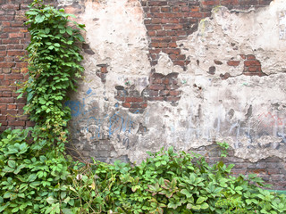 ivy growing on a brick wall