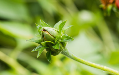 beautiful flower in garden