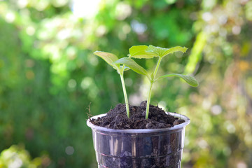  Growing plants