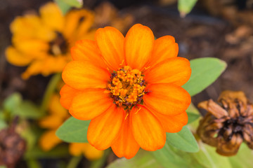 beautiful flower in garden