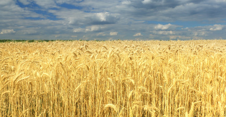 Wheat field against a blue sky