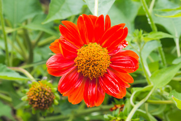 beautiful flower in garden