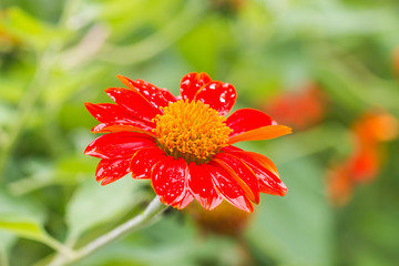 beautiful flower in garden