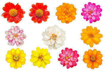 beautiful flower on white background