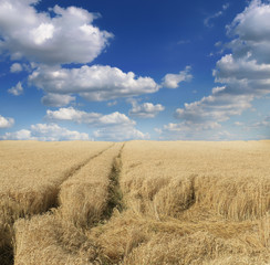 Obraz premium Wheat field against a blue sky