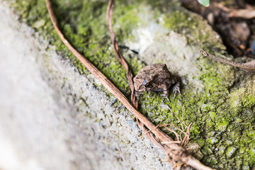 little toad in nature