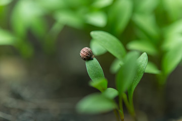 fresh green young plant of new seed born and grow up on a dark brown earth floor in jungle showing contrast of colors lighting meaning and feeling of life....