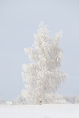 frosted tree
