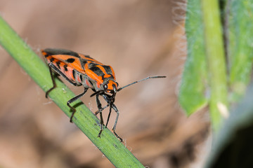 Fototapeta na wymiar little insect on branch