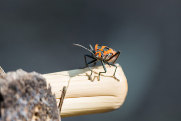little insect on branch