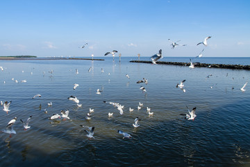 Seagulls hunt for small fish at the Seashore.