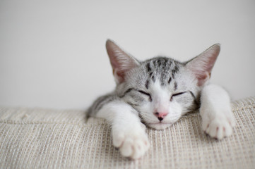 Cat chilling on sofa