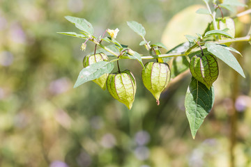Physalis minima herb