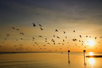 Seagull bird with amazing colorful sky and sea on twilight sunse