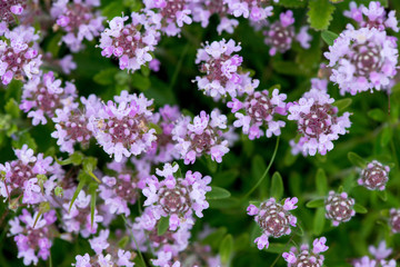 Closeup of wild thyme - selective focus, copy space