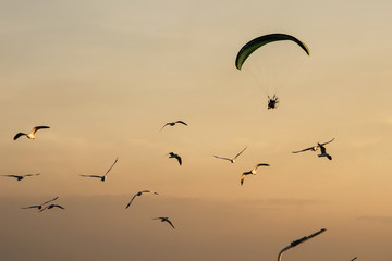 Silhouette Paramotor, Parachute, Paraglide flying in the sunset