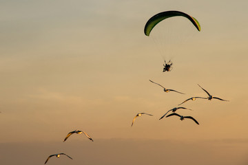 Silhouette Paramotor, Parachute, Paraglide flying in the sunset