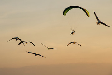 Silhouette Paramotor, Parachute, Paraglide flying in the sunset