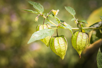 Physalis minima herb