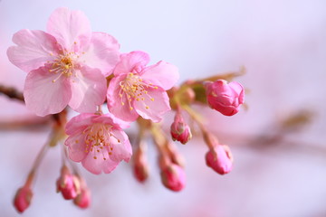 初春の桜