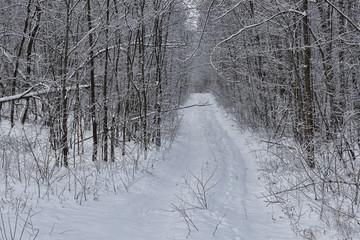 Forest road through the winter woods