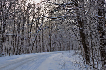 The road through the winter woods