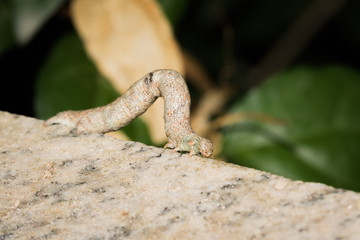 This is a photo of one kind of worm, was taken in XiaMen botanical garden, China.