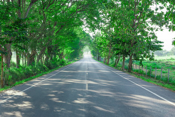 Road between green trees on a summer day