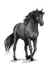 Fototapeta na wymiar Horse walking in slow gait sketch portrait