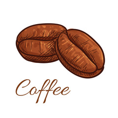 Coffee beans isolated sketch icon