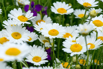 wild chamomile in the field - selective focus, copy space