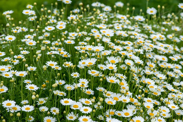 wild chamomile in the field - selective focus, copy space