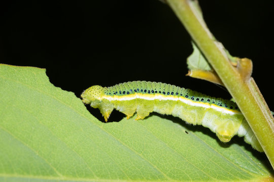 This is a photo of one kind of worm, was taken in XiaMen botanical garden, China.