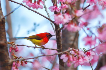 Sunbird bird,Sunbird bird in Park Inthanon Chiang Mai, Thailand.