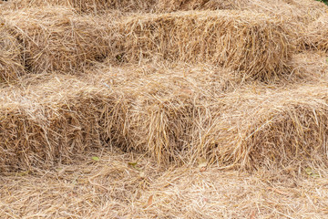 Bales of hay stacks in of agriculture farm, the symbol of harves