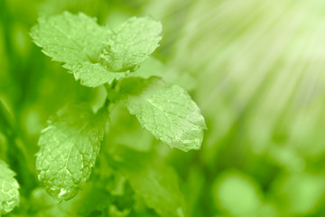 green plant with greeney color trend