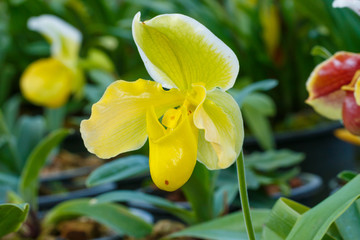Fototapeta premium Orchids,Paphiopedilum, beautiful orchids in Conservation Center Paphiopedilum Doi Inthanon , Thailand.