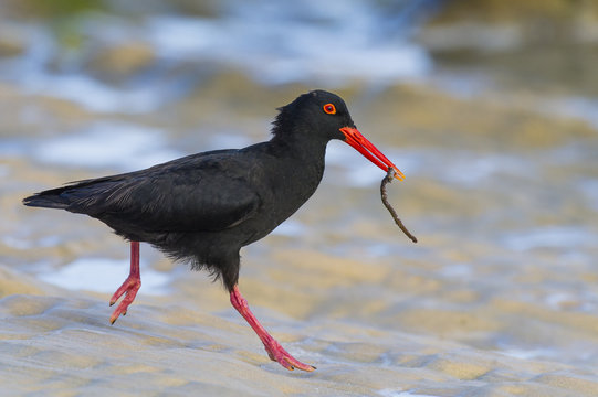 African Black Oystercatcher adult running with a reef worm to fe