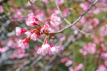 Wild Himalayan Cherry ( Prunus cerasoides) Park Inthanon Chiang Mai, Thailand.