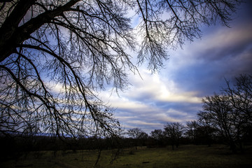 Baum im Winter im Naturschutzgebiet am Sand in Mainz