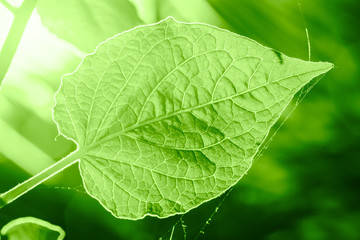 green plant with greeney color trend