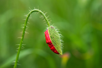 Close up of wild poppy bud - selective focus, copy space